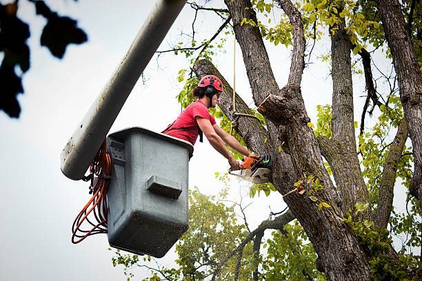 How Our Tree Care Process Works  in Aberdeen, OH